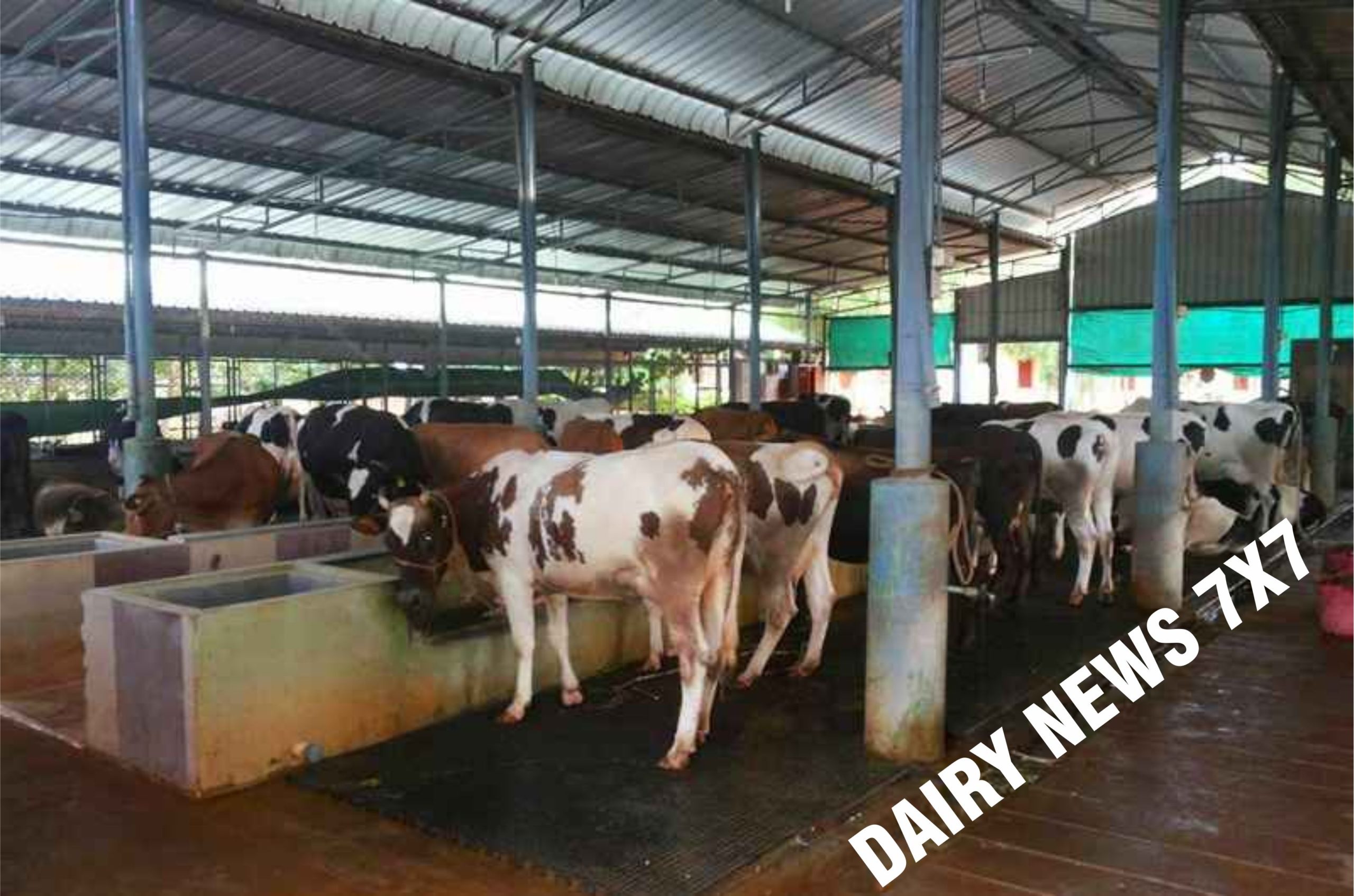 dairy news 7x7