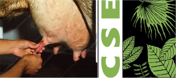 antibiotics usage in dairy cattle is high CSE