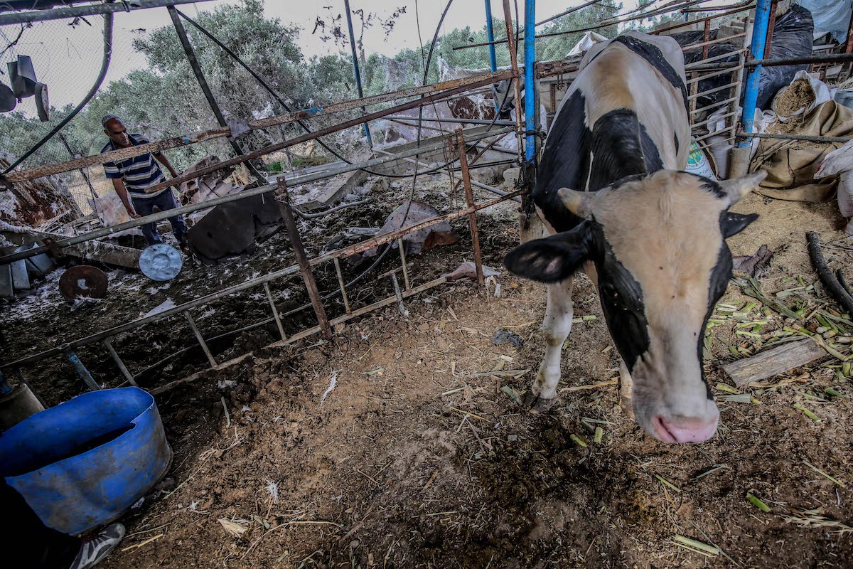 Israel bombed dairy farm dairynews7x7