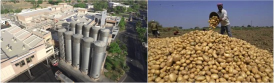 banas dairy potato processing plant