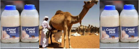 Camel milk safe lactic acid