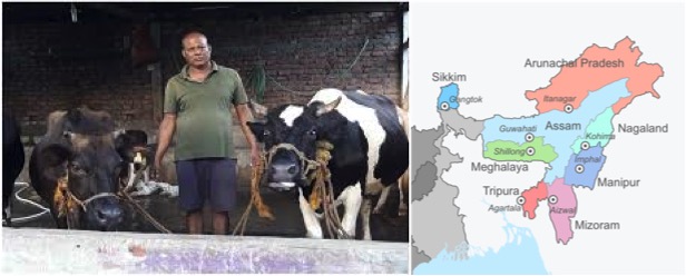 Dairy development in assam