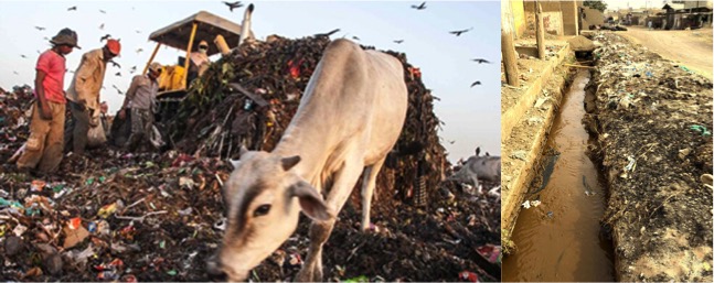 City dairies closed CPCB