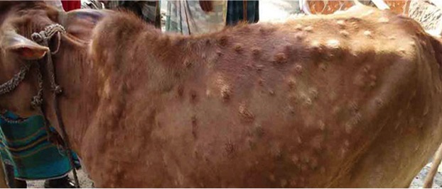 lumpy skin diseases cows