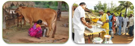 Tamil Nadu primary milk societies