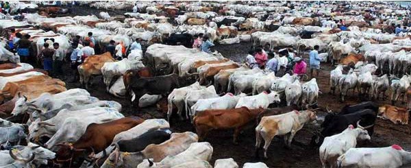 Anti cattle slaughter bill