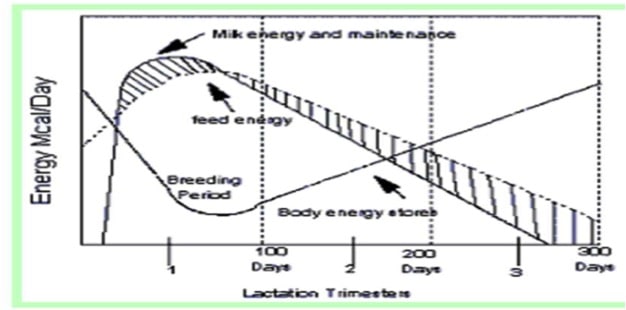 scientific cow rearing