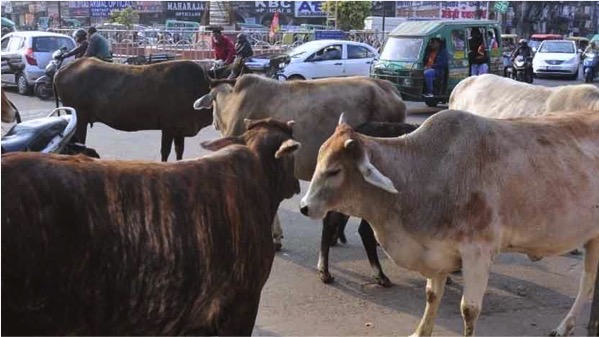 stray animals hyderabad