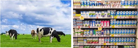 dutch dairy industry dairynews7x7