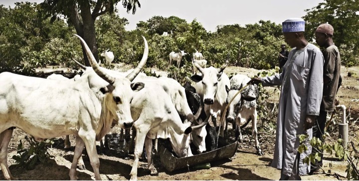 Arla sustainable dairy nigeria dairynews7x7