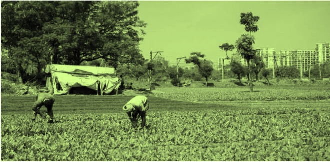 aarey milk colony urban farming dairynews7x7