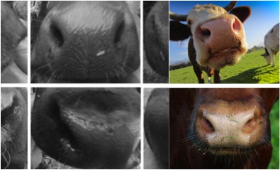 muzzle imaging for cow identification dairynews7x7