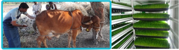 Cattle productivity improvement India dairynews7x7