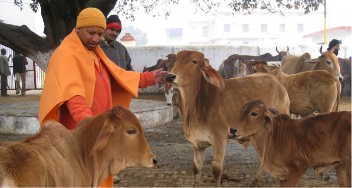 UP tops milk production India dairynews7x7