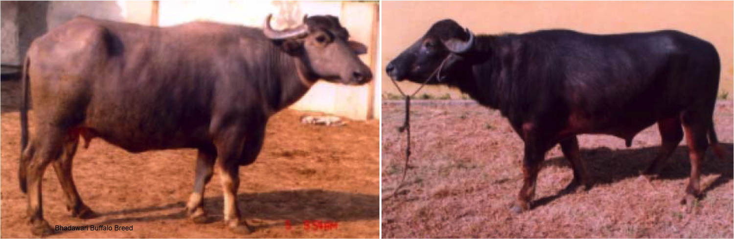 bhadawari buffalos population declining dairynews