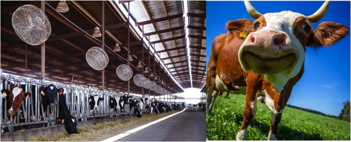 cooling fan keeps cows happy dairynews7