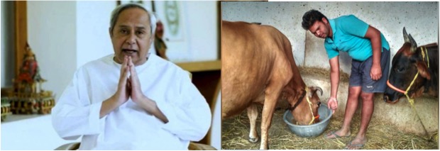 naveen patnaik release 11 crores for dairy farmers dairynews7x7