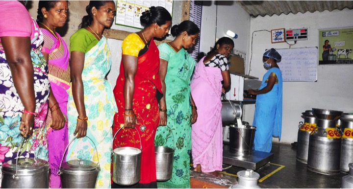 woman dairy cooperatives in andhra pradesh dairynews7x7