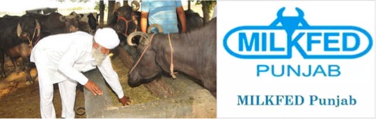 milkfed strong network of 6474 dairy cooperatives in punjab dairynews7x7