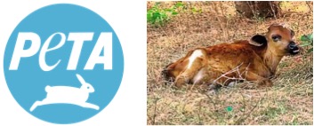 peta urges to save male calves dairynews7x7