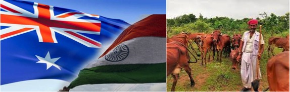 Indo-Australia_FTA_no concession of dairy dairynews7x7