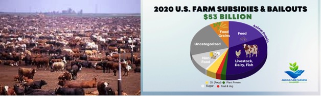 animal agriculture subsidies bad for climate and health dairynews7x7