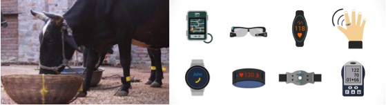 stellapps mooOn cow wearables dairynews7x7