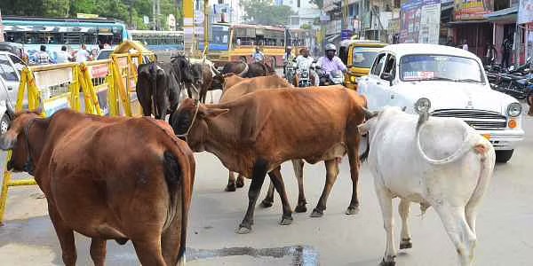selective cattle slaughter in UP dairynews7x7