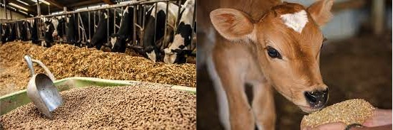 milma controls cattle feed prices dairynews7x7