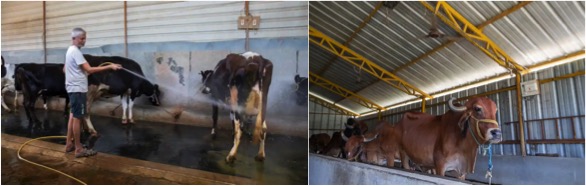 Heat stress in cows a big challenge dairynews7x7