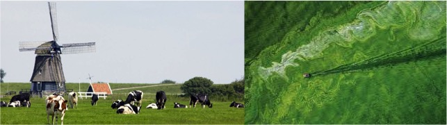 Netherlands to reduce 70% nitrogen emission dairynews7x7
