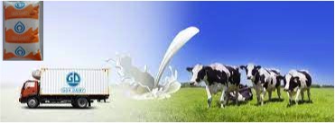 Goa dairy struggles to supply FCM cow milk dairynews7x7