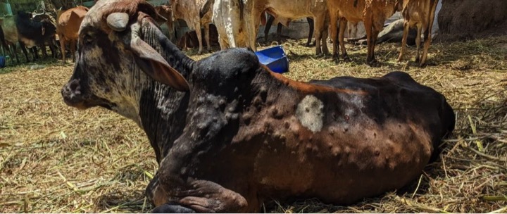 lumpy skin disease outbreak in gujarat dairynews7x7