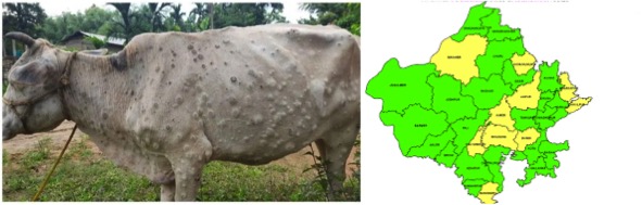 Lumpy skin disease in Rajasthan dairynews7x7