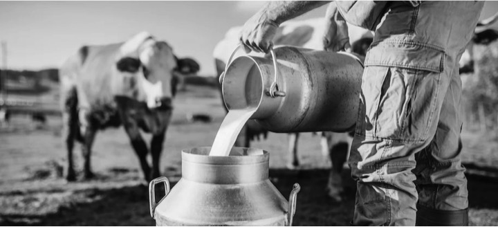 european lactose tolerance mutation dairynews7x7