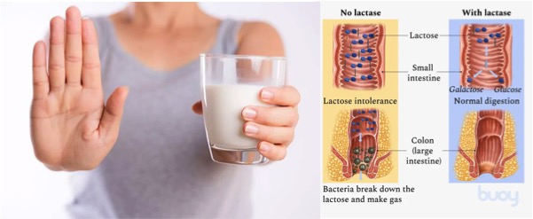 lactose intolerance spreading dairynews7x7