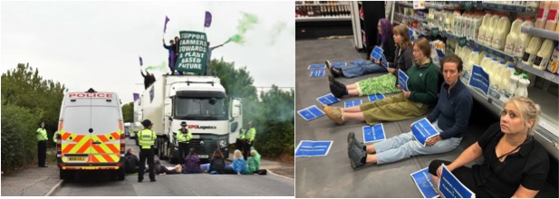 Animal rebellion protesting against milk supplies in England dairynews7x7