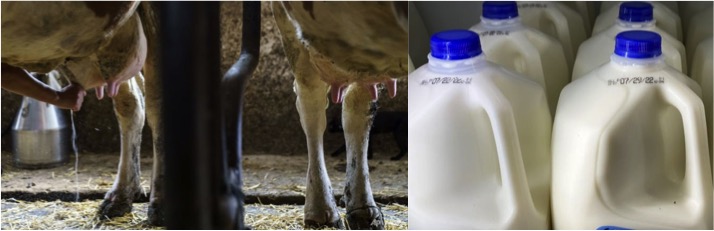 Cell based milk disruption dairynews7x7