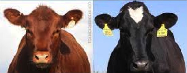 animal welfare of dairy and beef catle dairynews7x7