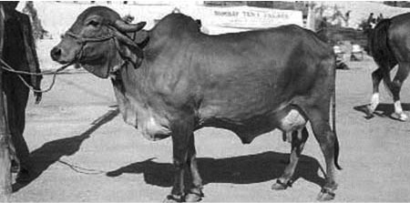 low yield of indian cow in 1972 dairynews7x7