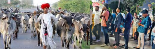 maldharis community threats amul milk supplies dairynews7x7