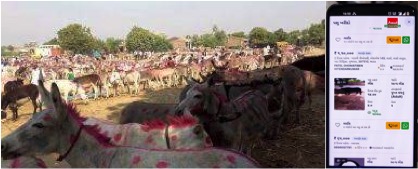 amul pashudhan cattle trade online dairynews7x7