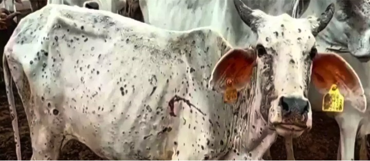 20000 cattle dies in maharashtra due to lsd dairynews7x7