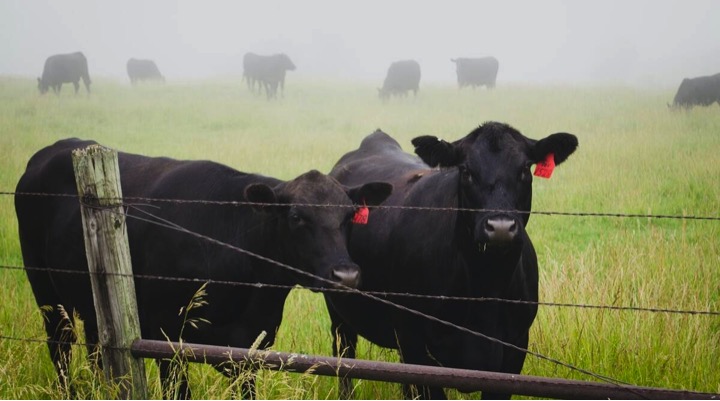 cattle burping methane climate change dairynews7x7