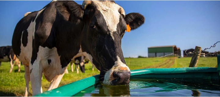 heat wave impacting milk production globally dairynews7x7