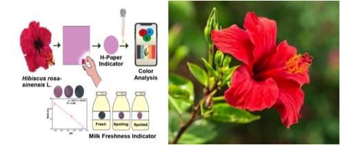 hibiscus flower rub paper to check milk spoilage dairynews7x7