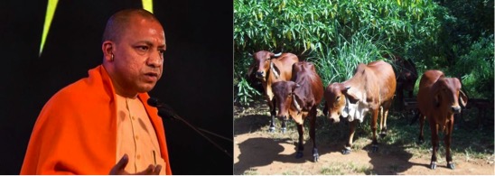 yogi adityanath wish to have better Indian cow breeds dairynews7x7