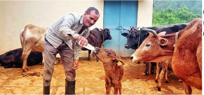 Uttrakhand govt to promote Badri cow genetically dairynews7x7