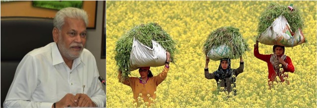 green dry fodder shortage India rupala dairynews7x7