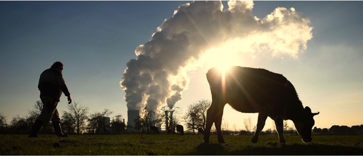 methane emissions cattle rearing dairynews7x7